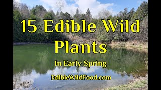 15 Edible Wild Plants in Early Spring [upl. by Erreipnaej24]