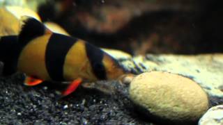 How To Care For Clown Loaches [upl. by Refitsirhc736]