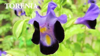 Propagating WISHBONE FLOWER TORENIA in Containers [upl. by Assetan]