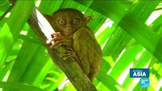 Endangered wildlife Saving the Tarsier Philippines tiny primate [upl. by Newnorb]