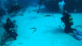 Moray eel bites man in face [upl. by Marcello584]