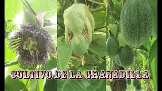 CULTIVO DE LA GRANADILLA [upl. by Einnos458]