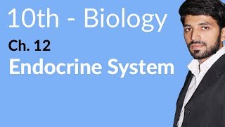 10th Class Biology Chapter 3  Endocrine System  Class 10 Biology Chapter 12 [upl. by Mears]