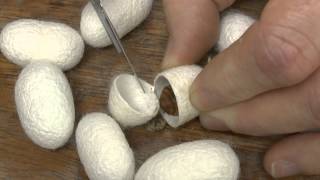 Cutting open a silk cocoon [upl. by Mahoney]