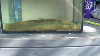 12 inch Weather Loach [upl. by Gill]