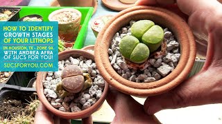 Identifying the Growth Stages of Lithops [upl. by Aillimac]