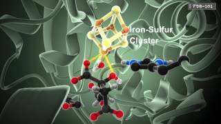 How Enzymes Work from PDB101 [upl. by Ahsitel]