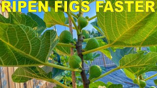 Grow Fig Trees That RIPEN FIGS FASTER With Three Simple Tricks [upl. by Enelrahc]