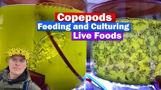 Copepods  Feeding and culturing Live food w Chad the Copegod from ReefNutrition [upl. by Hoem]