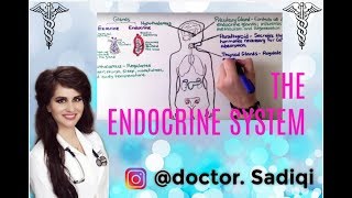 THE ENDOCRINE SYSTEM EXPLAINED UNDER 4 MINUTES [upl. by Chellman]