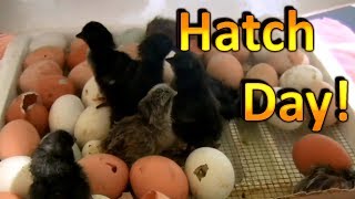 How to Hatch Chicken Eggs Part 6 Chicks are Hatching and going into the Brooder [upl. by Conlan]