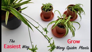 Propagating Spiderettes  How To Root Spider Plant Chlorophytum comosum Babies [upl. by Ilse]