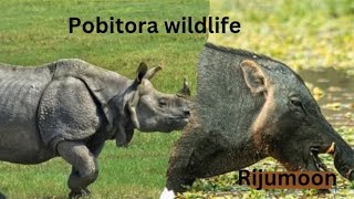 POBITORA WILDLIFE 💚💚💚 [upl. by Asyal]