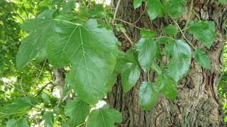 ID That Tree Invasive White Mulberry [upl. by Raychel]