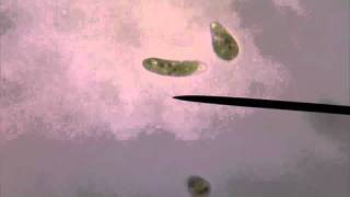 Living Euglena Gracilis Swimming Under Microscope [upl. by Ynwat]