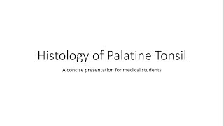 Palatine Tonsil  Histology [upl. by Zednanref554]