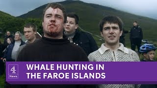 The Faroe Islands annual whale slaughter [upl. by Bowes372]