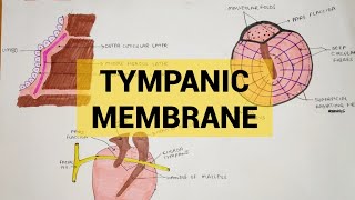 Anatomy of Tympanic Membrane [upl. by Mad]