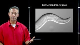 Online Developmental Biology Introduction to C elegans [upl. by Ilak]